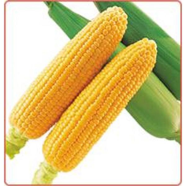 トウモロコシ種子 武蔵野種苗園 一代交配 味甘ちゃん86 みかんちゃん 約0粒 新タネは1月以降のお届け Vs 1 清水屋種苗園芸ヤフーショップ 通販 Yahoo ショッピング