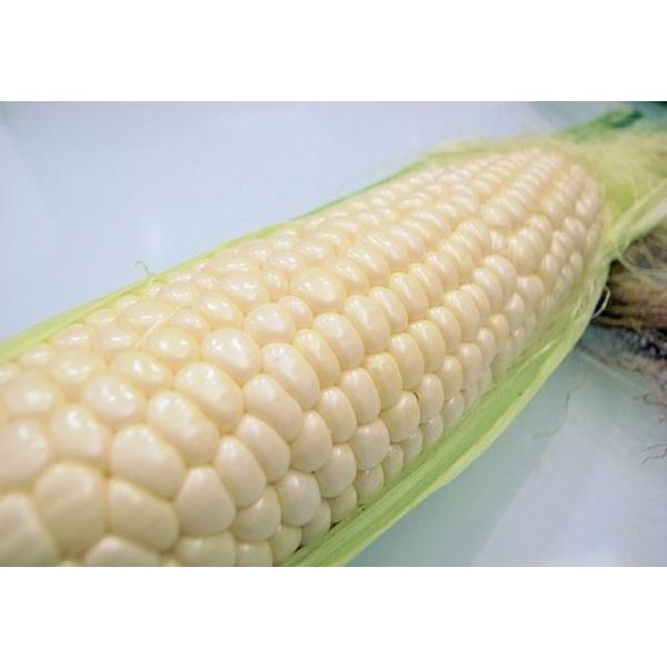 ygERVqzc@z@uÂzCgv@100