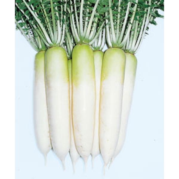 y_CRqz^LCz@ϕaiт傤ԂƂ@܁i3.5mlj@eʊe킲܂@V^l6{ȍ~ƂȂ܂