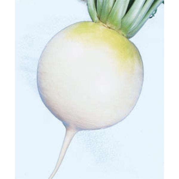 y_CRqz^LCz@~ǂ萹@@DF܁i20j@V^l̂͂7ȍ~ƂȂ܂