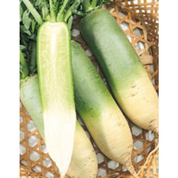 y_CRqzTJ^̃^l@u]siƂȂjv (Ƀr^~卪ƌĂ܂j20ml