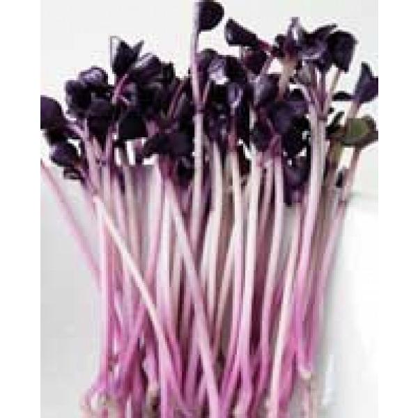 y卪qzgL^c@up[vTSv@30ml