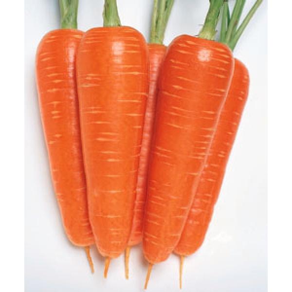 yjWqz^LCz@uzBܐi悤イjv@@2dl@V^l̂͂5ȍ~ƂȂ܂