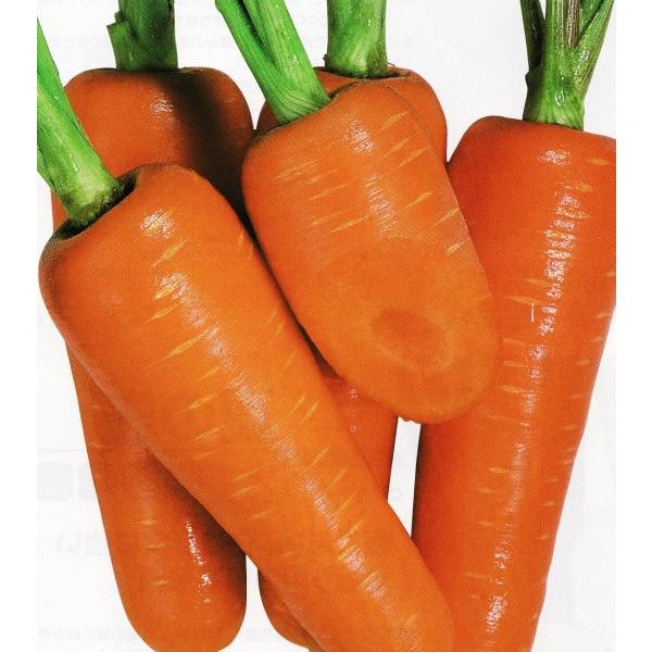 yjWqzJlRz@ЂƂ݌ܐ@R[g10000@