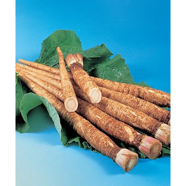 yS{Eqz@^LCc@@T_ނ߁@1@s