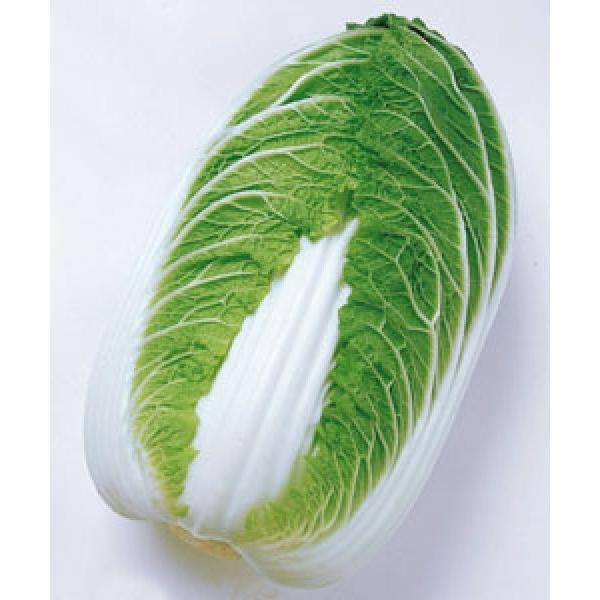 ynNTCqz^LCz@u񍆁v85^@150R[g@V^l̂͂6ȍ~ƂȂ܂