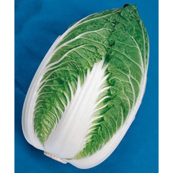 ynNTCqz^LCz@uϕaZ\v60^@RF܁i1.1mlj@V^l̂͂6ȍ~ƂȂ܂