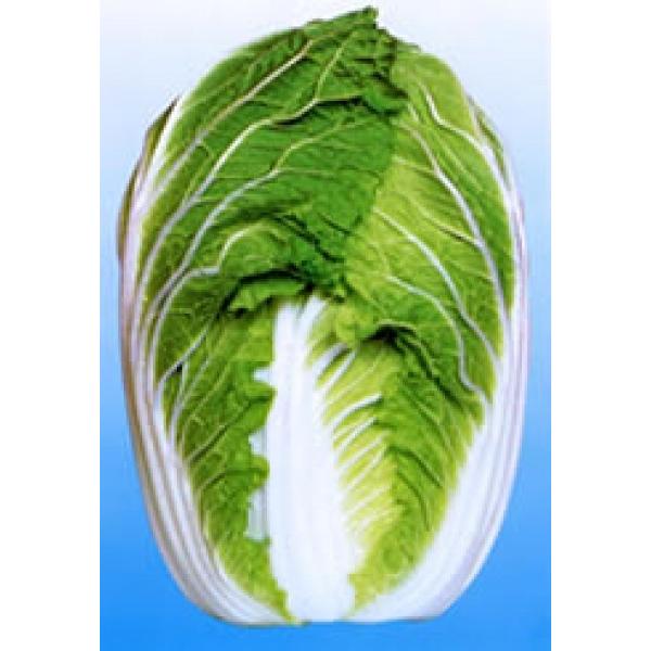 ynNTCqzzinӍ̎j@uXgOCR75v@75^@1l@