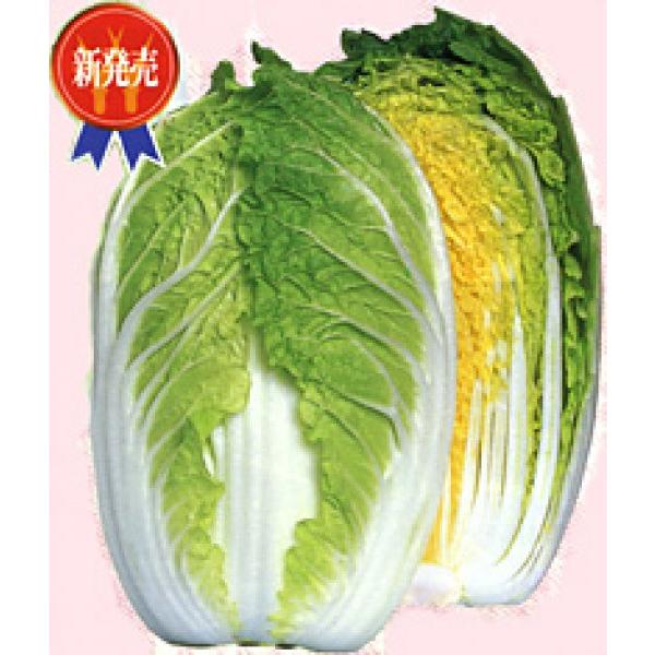 ynNTCqzzinӍ̎j@~jnNTC@u߂񂱂v@20@s