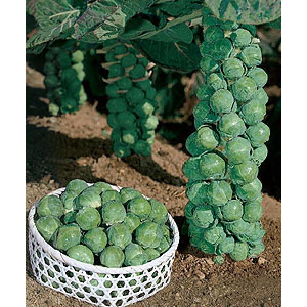 yLxcqz^LCz@Lxcuqi킹jvDF܁i1.5mlj@V^l̂͂5`6ƂȂ܂