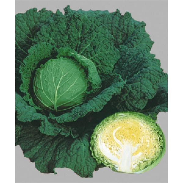 yLxcqz^LCz@uT{CG[XSPvDF܁i160j@V^l6ȍ~̂͂ł