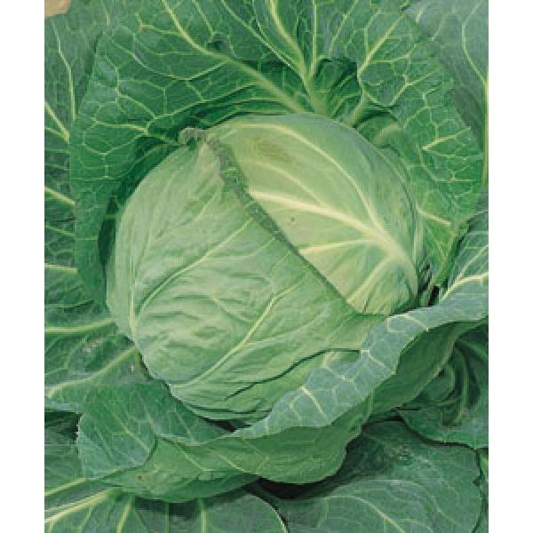 yLxcqz^LCzutЂ莵i͂ЂjvRF܁i0.9mljV^l̂͂7ȍ~ƂȂ܂