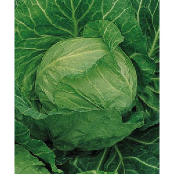 yLxc܁z^LCz@uti݂͂jvDF܁@1.2@V^l̂͂7ȍ~ƂȂ܂