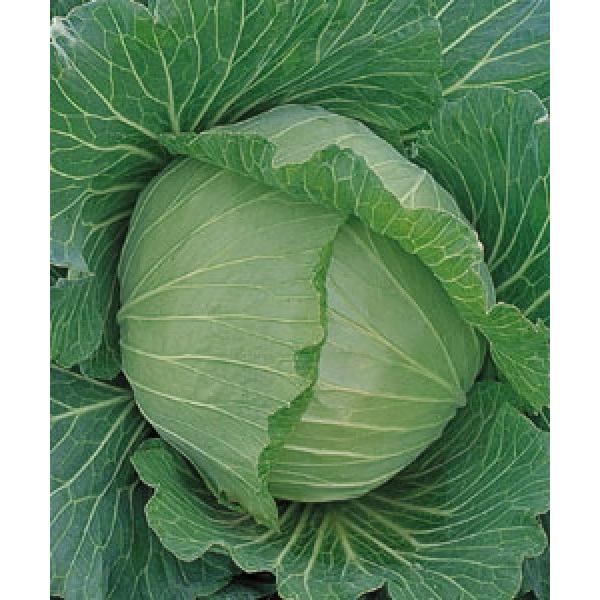 yLxcqz^LCz@uHi債イjv1.8@DF