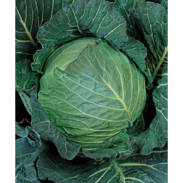 yLxcqz^LCz@uΐijvDF܁i1.8mlj@V^l̂͂6{ȍ~ƂȂ܂