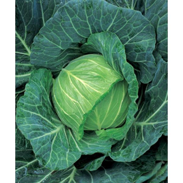 yLxcqz^LCz@uYRti͂邼jv150R[g