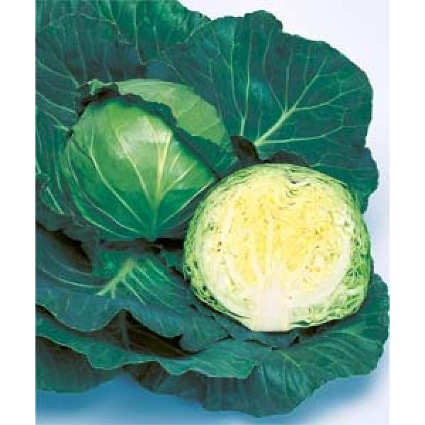 yLxcqz^LCz@uWkvRF܁i0.6mljV^l̂͂6ȍ~ƂȂ܂