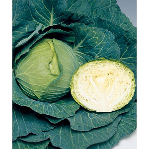 yLxcqz^LCz@uΌSPijvL5000R[g@[J[/s