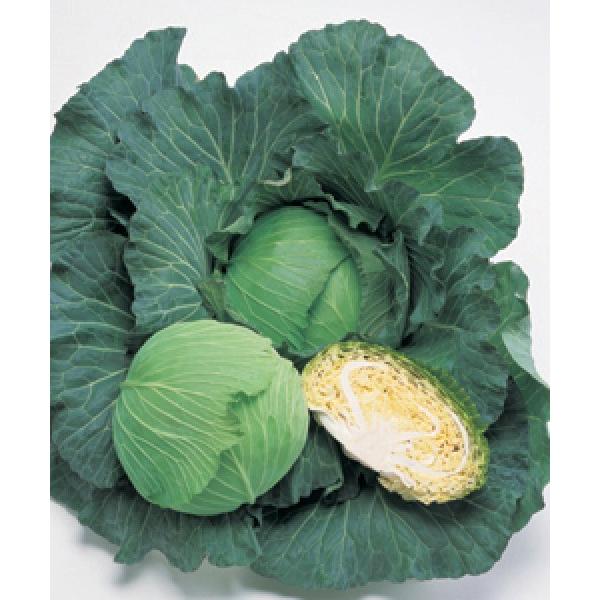 yLxcqz^LCz@ui߂ԂjvL5000R[g@V^l̂͂6ȍ~ƂȂ܂