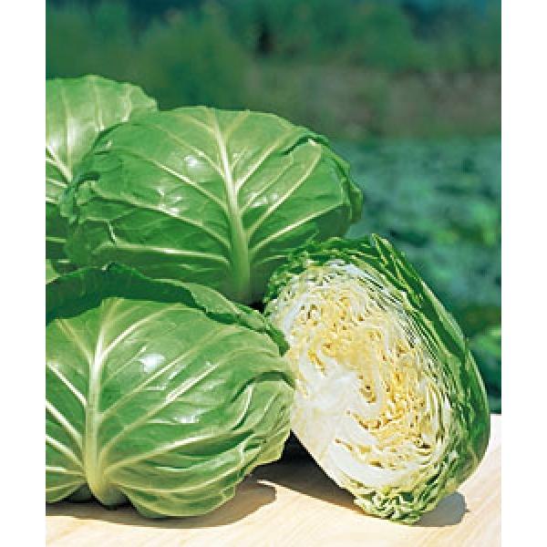 yLxcqz^LCz@uĂ̂قi傩̂jv2000@[J[/s@V^l̂͂7`8ȍ~ƂȂ܂