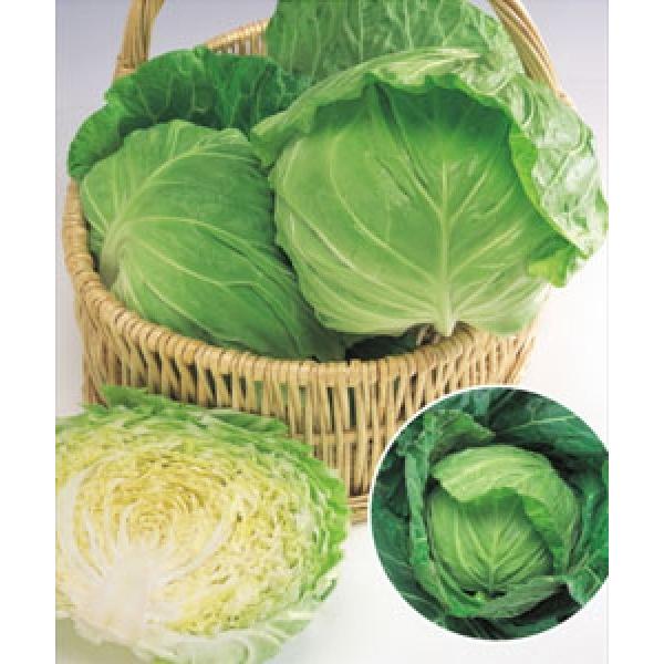 yLxcqz^LCz@utgi͂Ȃ݁jvRF܁i0.6mlj@ił