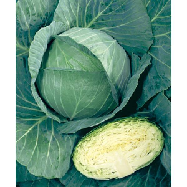 yLxcqz^LCz@uiˁjv2000@[J[/s