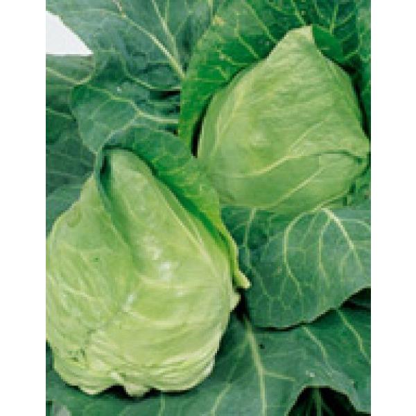 yLxcqzTJ^z@̂^@u݂v@20ml