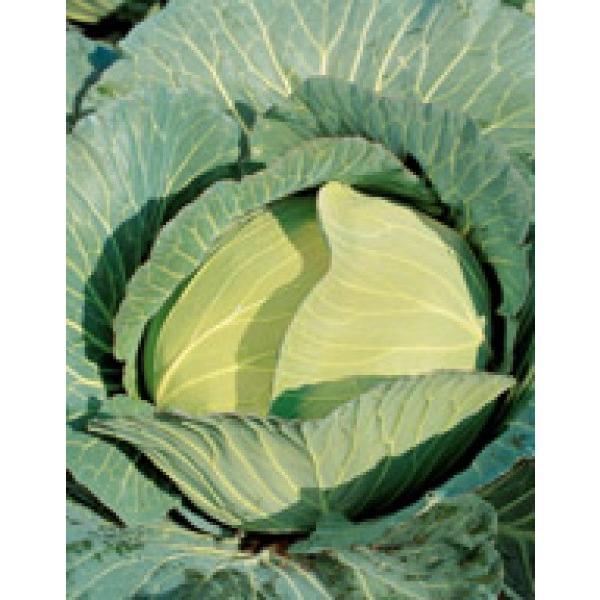 yLxcqzTJ^z@uVijv2000@