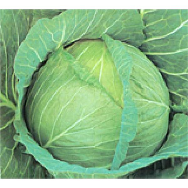 yLxcz@JlRz@@u݂Ɂv@2500@s