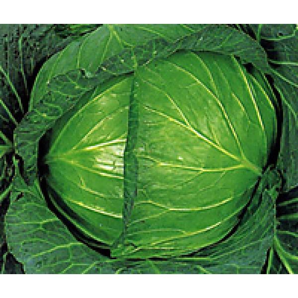 yLxcqzFziێj@uYRgbvv@