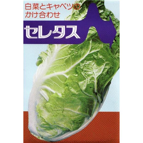 白菜 むさし育種農場 白菜とキャベツの掛け合わせ セレタス 70粒 10袋 新タネのお届けは6月以降となります Vs 3 清水屋種苗園芸ヤフーショップ 通販 Yahoo ショッピング