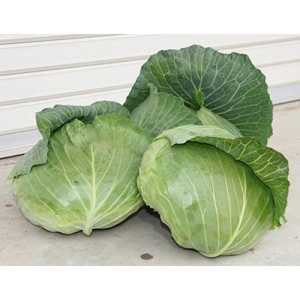 yLxcqzziigcjɊÃLxc@uTgEvR[g40@V^l̂͂6{ȍ~\