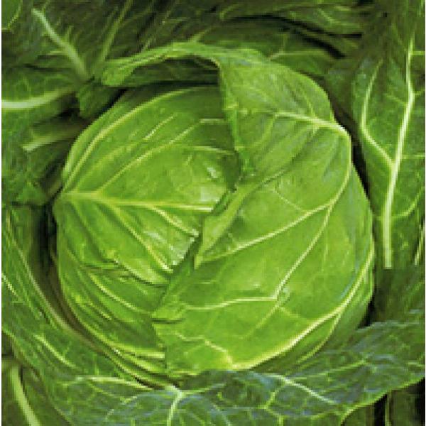 yLxcqzzinӍ̎j@uYRt񍆁v@20@s