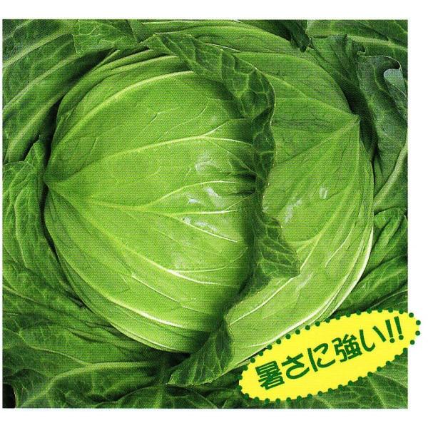 yLxcqzzinӍ̎j@uyi炭jv@1.3ml@@Gi