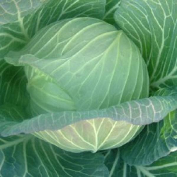 yLxcqznӌzinӔ_ju܂v@20ml@sV^l̂͂6ȍ~ƂȂ܂