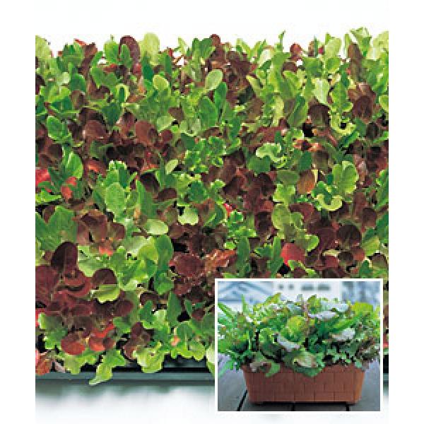 yxr[[t^Xqz@^LC琬@K[fxr[@GF܁i1.5mlj