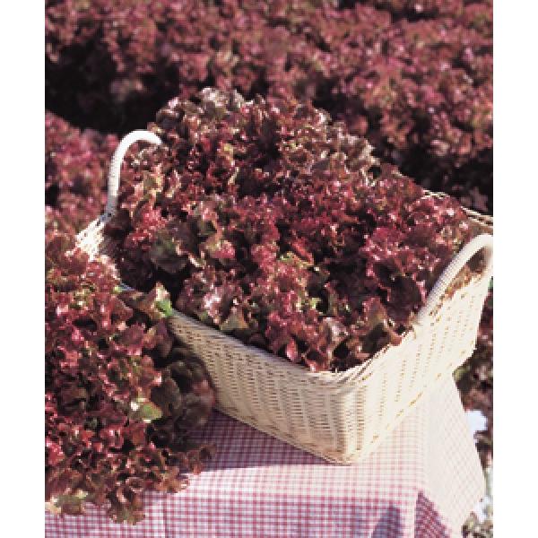 y^Xqz@^LC琬@@T}[[W@ii@5000ybg@s