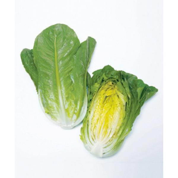 レタス種子】 タキイ育成 ロメインレタス（コスレタス） 「ロマリア