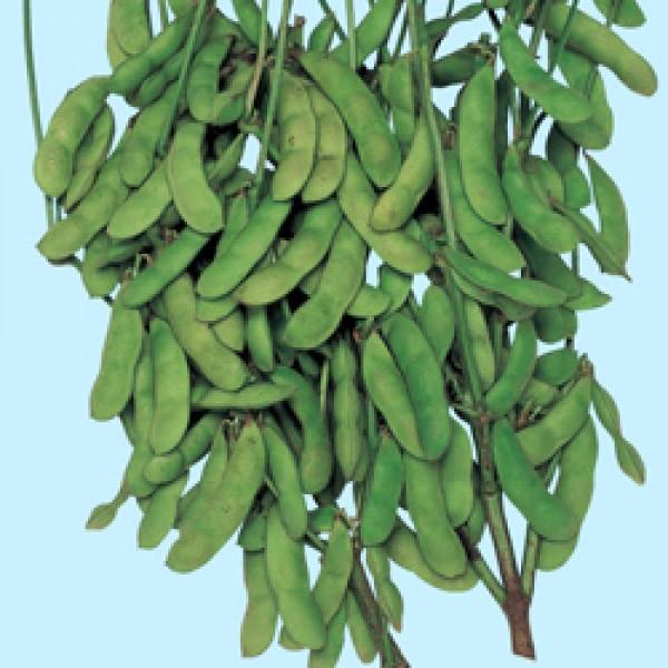 yG_}qz^LC琬@uЁiƂ낸jvGF܁i35mlj1ȍ~̂͂\ƂȂ܂