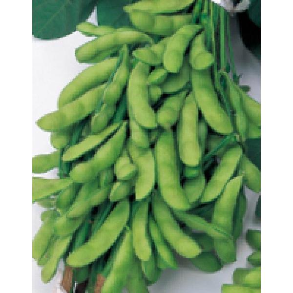 yG_}qzTJ^̃^l@uȂ܂v@1dl@PVPo^i@1{ȍ~̂͂