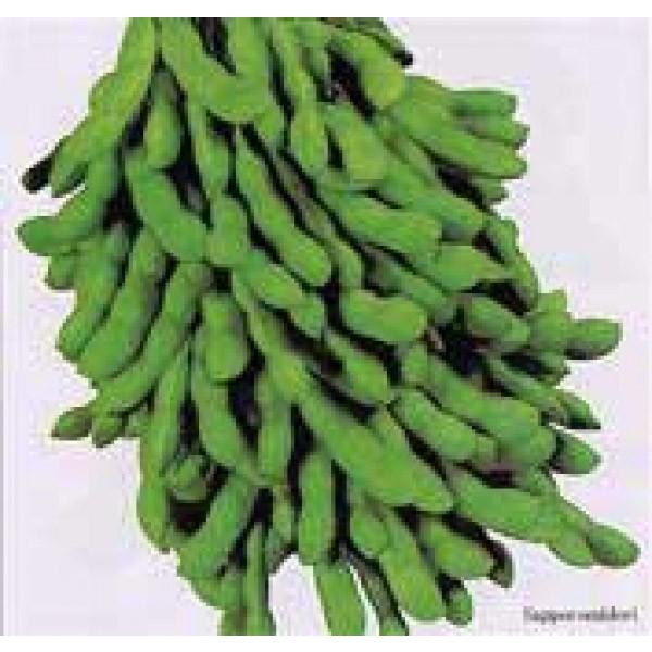 yG_}qzc@ɑuTb|~hv1bg@2ȍ~̂͂\ƂȂ܂@qHws