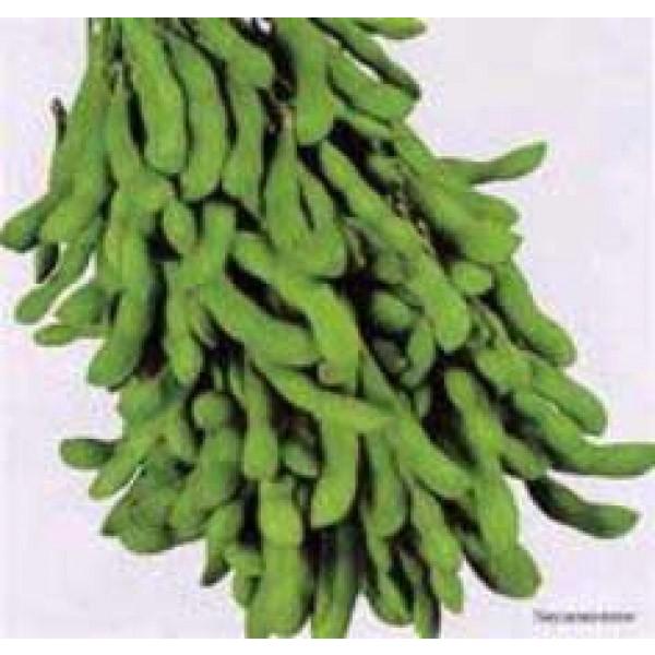 yG_}qzc@uTXv70ml@2ȍ~̂͂\ƂȂ܂@qHws