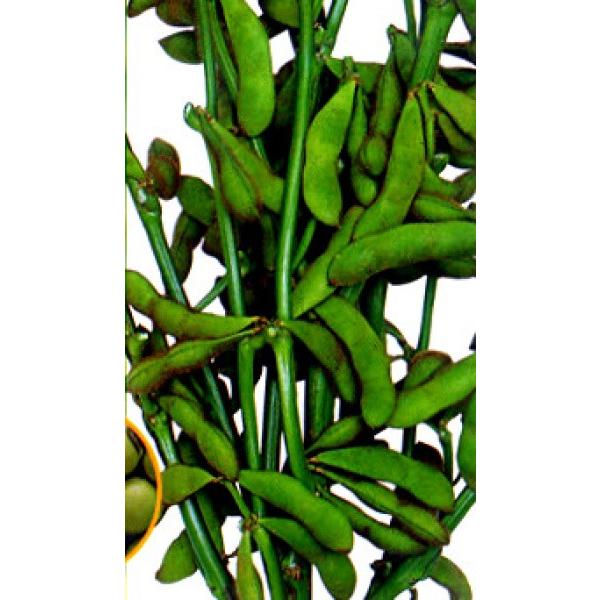 yG_}qznӍ̎@Ӑ@@uЂIсiЂ肰jv@1bg@@2ȍ~̂͂\ƂȂ܂