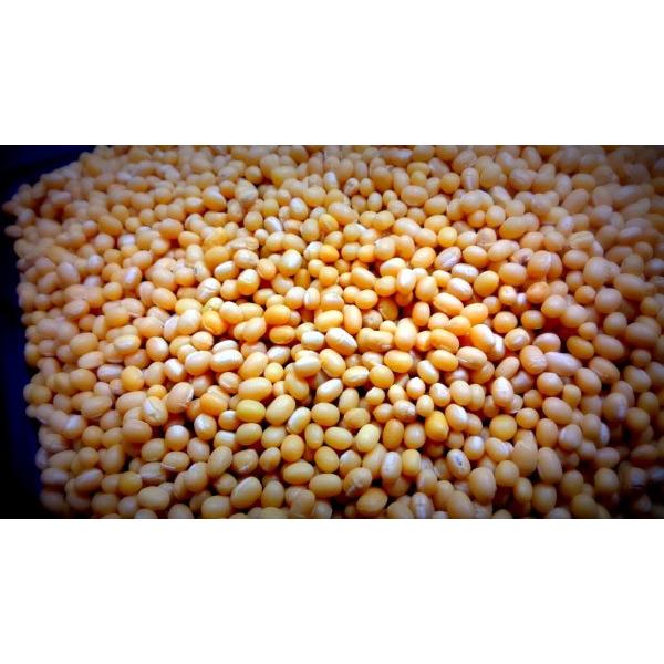 小豆（あずき）種子】 備中白小豆（びっちゅうしろあずき）40ml袋詰