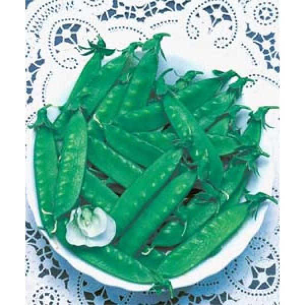 yGhEqz@^LC琬@O\iȂ肱܂񂶂イɂj@GF܁i18mlj@