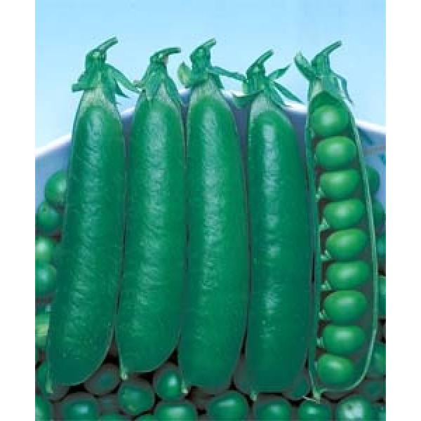 yGhEqz^LCc@vĖLO[s[Xi_ѐYȖ؎琬j@1bg@s@i