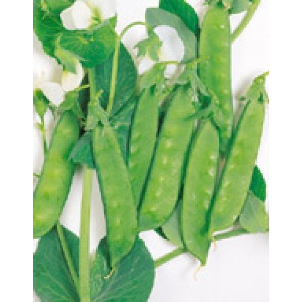 yGhEqzTJ^̃^l@uݖ30PMRí݂jv@1bg@s