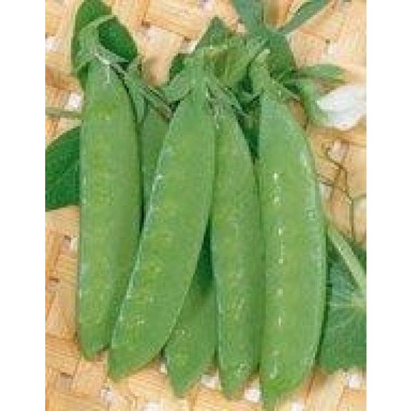 yGhEqzԕi@uɌ䰁iЂ傤ʂjv@ 1