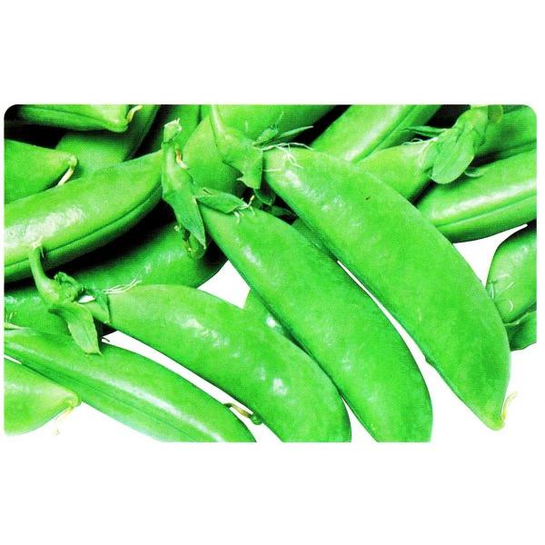 yGhEqzB݂ǁujT_Xibvv1bg@[J[/s