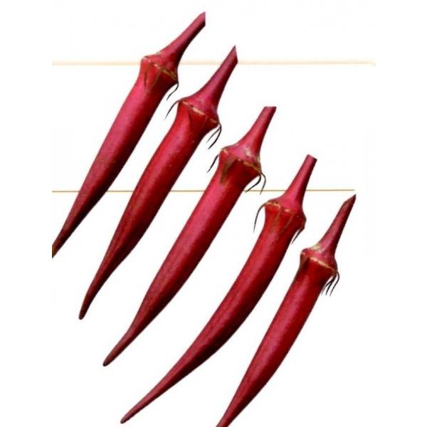 ̗i܂̂j@1bgyINqz@ȁ`zit^ocjV^l͎q؂ւ1ȍ~̂͂\